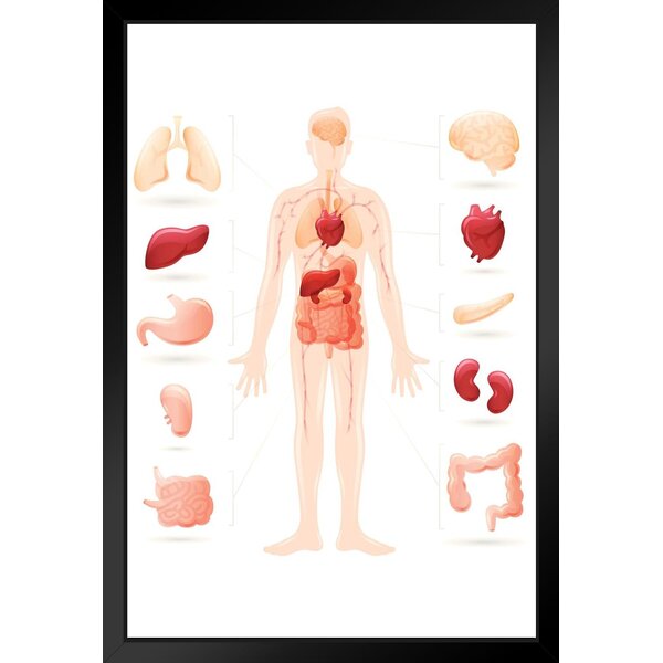 Trinx Human Body And Organs Anatomy Diagram Black Wood Framed Art